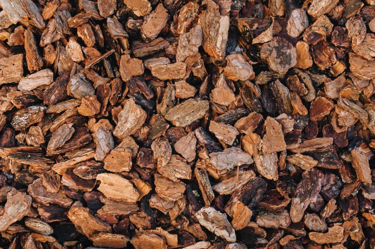 Pine Bark