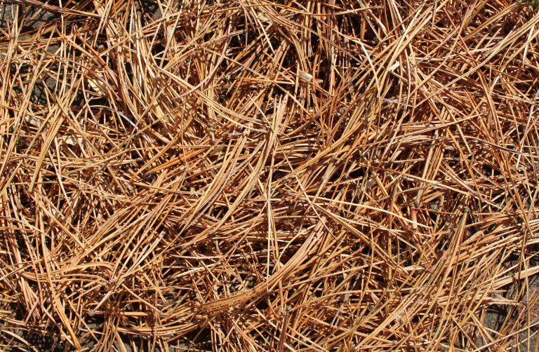 pinestraw